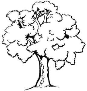 Arboles para imprimir colorear