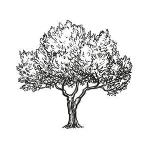 Arboles para imprimir colorear
